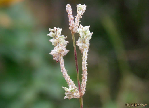 image of Froelichia floridana, Florida Cottonweed, Florida Cottonseed