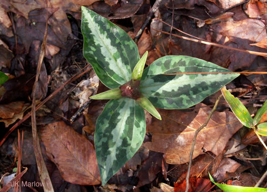 image of Trillium underwoodii, Underwood's Trillium