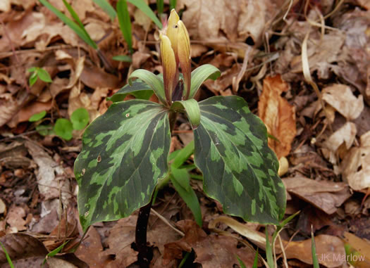 image of Trillium maculatum, Mottled Trillium, Spotted Trillium