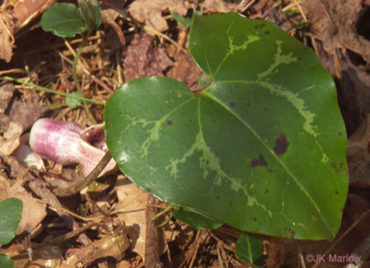 image of Hexastylis heterophylla, Heartleaf Ginger, Variable-leaf Heartleaf, Wild Ginger