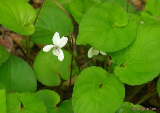 image of Viola blanda, Sweet White Violet