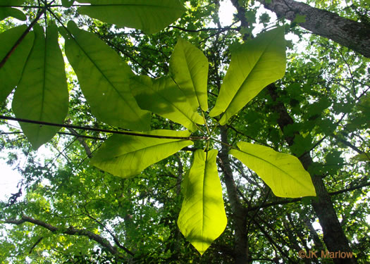 Magnolia fraseri, Fraser Magnolia, Mountain Magnolia, Earleaf Umbrella-tree, Umbrella Tree