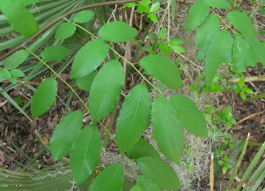 image of Berchemia scandens, Carolina Supplejack, American Rattan, Rattan-vine, Alabama Supplejack