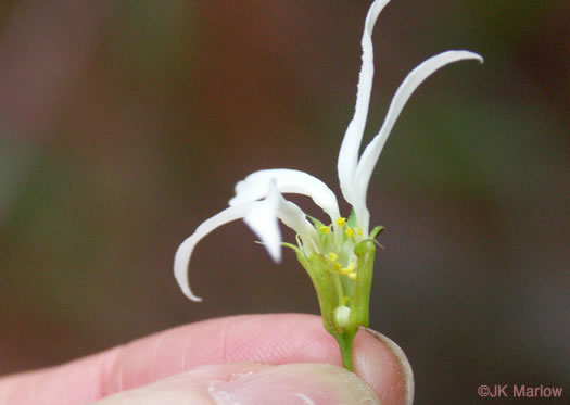 image of Gillenia trifoliata, Bowman's Root, Mountain Indian Physic, Fawn's Breath