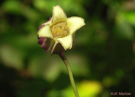 image of Clematis viorna, Northern Leatherflower, Vase-vine