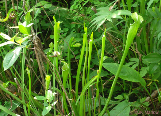 image of Sarracenia jonesii, Mountain Sweet Pitcherplant