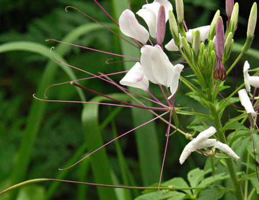 image of Tarenaya hassleriana, Cleome, Spiderflower, Pinkqueen