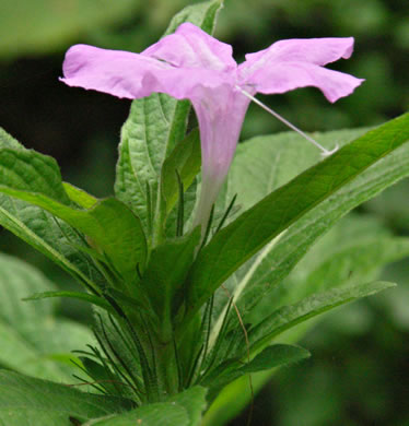 image of Ruellia caroliniensis, Carolina Wild-petunia, Common Wild-petunia, Hairy Ruellia