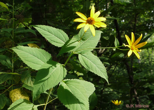 image of Heliopsis helianthoides var. helianthoides, False Sunflower, Eastern Oxeye, Eastern Sunflower-everlasting, Smooth Oxeye