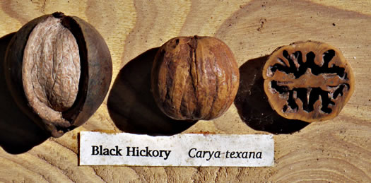 image of Carya texana, Black Hickory