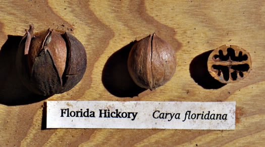 image of Carya floridana, Scrub Hickory