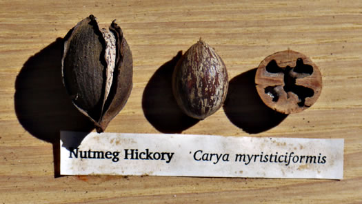 image of Carya myristiciformis, Nutmeg Hickory