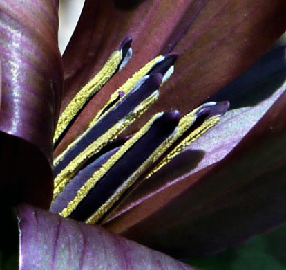 image of Trillium cuneatum, Little Sweet Betsy, Purple Toadshade