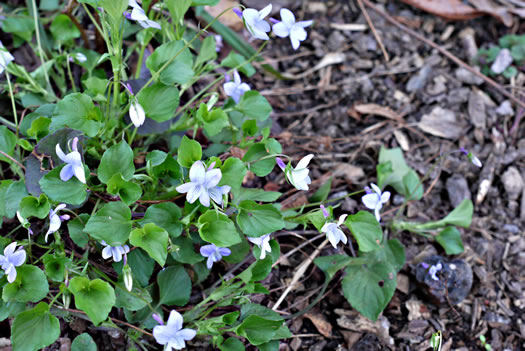 image of Viola labradorica, American Dog Violet