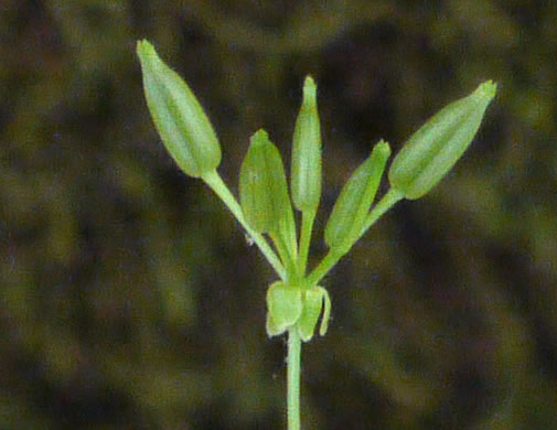 Chaerophyllum tainturieri, Southern Chervil, Wild Chervil, Hairyfruit Chervil
