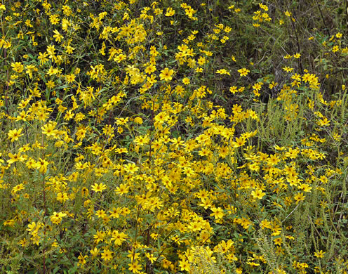 image of Bidens aristosa, Ditch Daisy, Bearded Beggarticks, Midwestern Tickseed-sunflower, Tickseed Sunflower