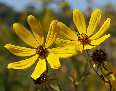 image of Bidens polylepis, Ditch Daisy, Bearded Beggarticks, Midwestern Tickseed-sunflower, Tickseed Sunflower