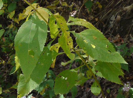 image of Eutrochium steelei, Appalachian Joe-pye-weed, Steele's Joe-pye-weed