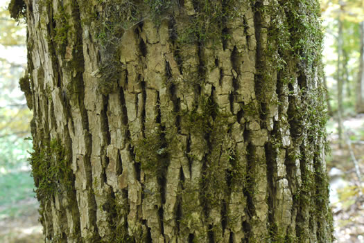 image of Fraxinus americana, White Ash, American Ash