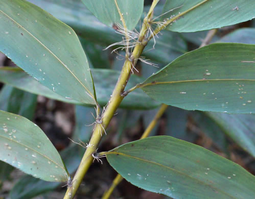 image of Phyllostachys bambusoides, Giant Timber Bamboo, Japanese Timber Bamboo