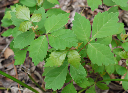 image of Rhus aromatica var. aromatica, Fragrant Sumac, Squawbush