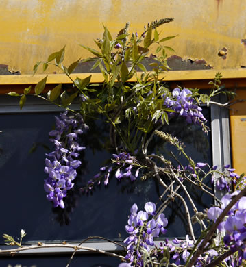 Wisteria sinensis, Chinese Wisteria