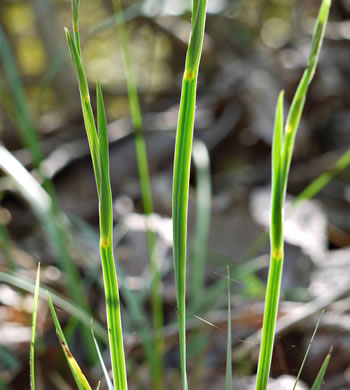 image of Sisyrinchium albidum, Pale Blue-eyed-grass, White Blue-eyed-grass