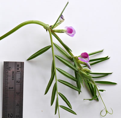 Vicia sativa ssp. nigra, Narrowleaf Vetch, Garden Vetch