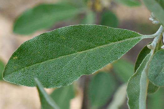 Elaeagnus umbellata var. parvifolia, Autumn Olive, Spring Silverberry