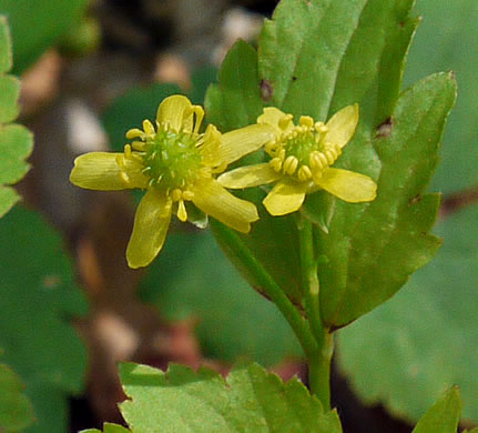 image of Ranunculus recurvatus var. recurvatus, Hooked Buttercup, Hooked Crowfoot