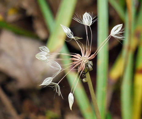 image of Taraxacum officinale, Common Dandelion