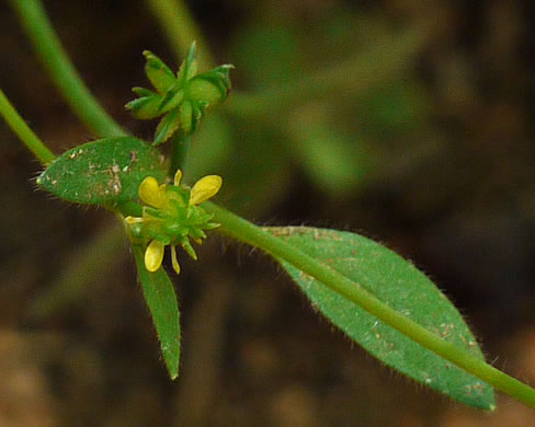 image of Ranunculus parviflorus, Small-flowered Buttercup, Stickseed Crowfoot