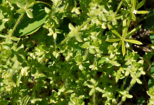 image of Galium pedemontanum, Piedmont Crosswort, Piedmont Bedstraw