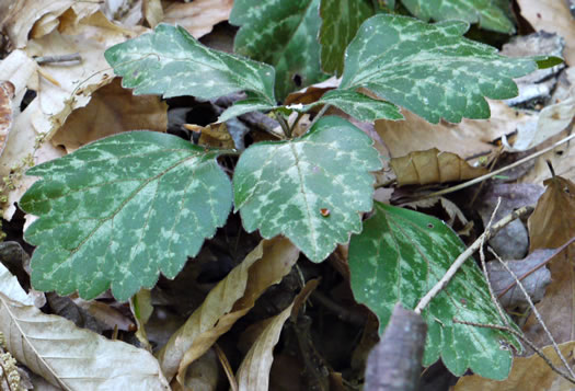 image of Pachysandra procumbens, Allegheny Spurge, Mountain Pachysandra