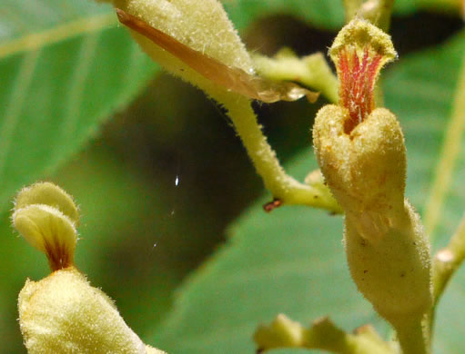 image of Aesculus flava, Yellow Buckeye