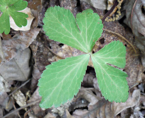 image of Sanicula smallii, Small's Sanicle, Southern Sanicle, Small's Black-snakeroot