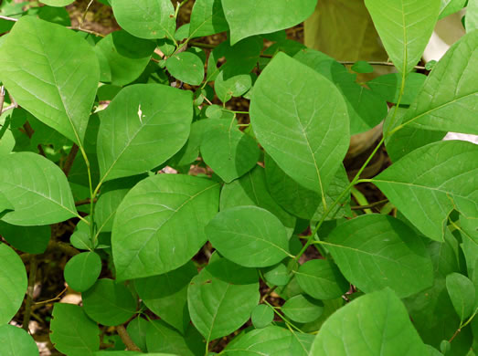 image of Lindera benzoin, Northern Spicebush, Wild Allspice