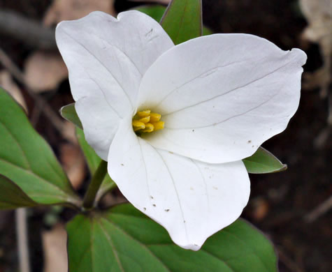 Trillium grandiflorum, Large-flowered Trillium, Great White Trillium, White Wake-robin, Showy Wake-robin