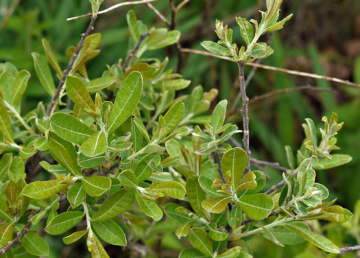 image of Salix humilis, Upland Willow, Prairie Willow
