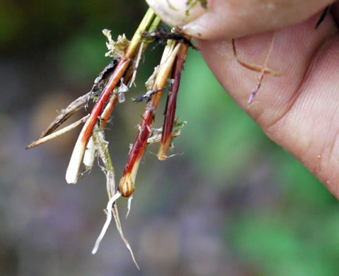 image of Carex misera, Wretched Sedge
