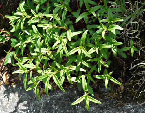 image of Houstonia longifolia var. glabra, Granite Dome Bluet