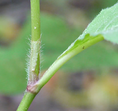 Persicaria virginiana, Jumpseed