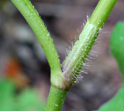 Persicaria virginiana, Jumpseed