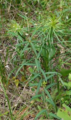 Euphorbia pubentissima, False Flowering Spurge, Southeastern Flowering Spurge, Southern Flowering Spurge