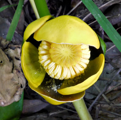image of Nuphar advena, Spatterdock, Broadleaf Pondlily, Cow-lily, Yellow Pond Lily