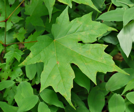image of Acer saccharum var. saccharum, Sugar Maple, Hard Maple, Sugar-tree