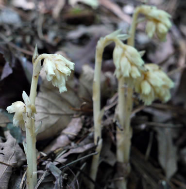 Hypopitys species 3, Eastern Pinesap