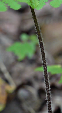 image of Sitobolium punctilobulum, Hay-scented Fern, Pasture Fern, Boulder Fern