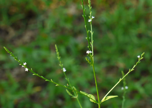 image of Verbena urticifolia, White Vervain, Nettleleaf Verbena, Velvetleaf Vervain