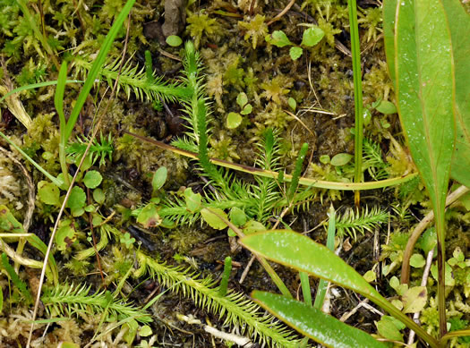 image of Lycopodiella appressa, Southern Bog Clubmoss